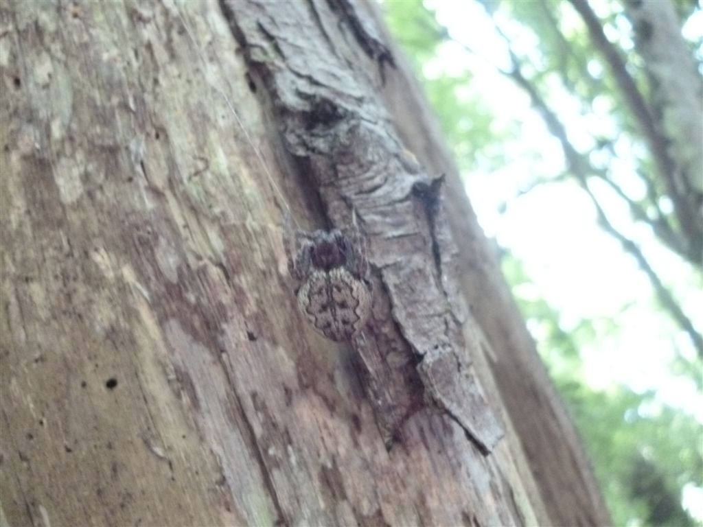 Nuctenea sp.
