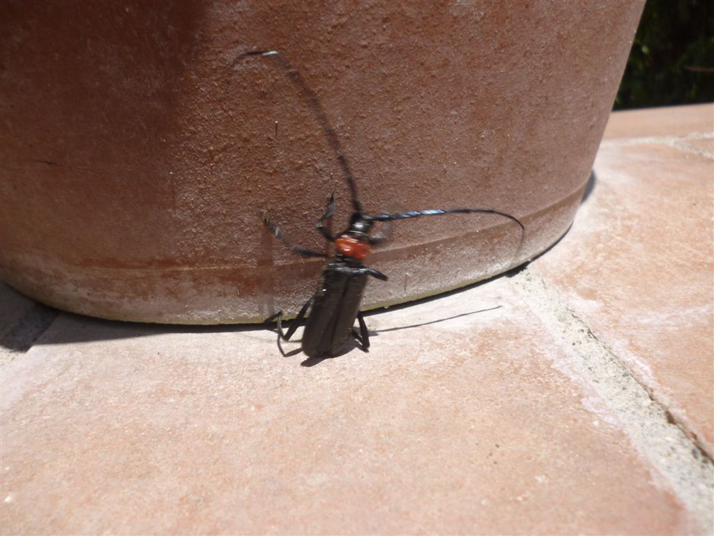 Cerambycidae, Aromia bungii, terza segnalazione in Italia?