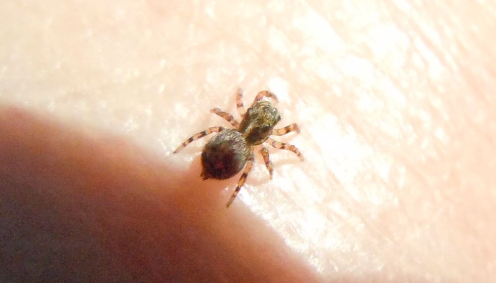 Pseudeuophrys sp.