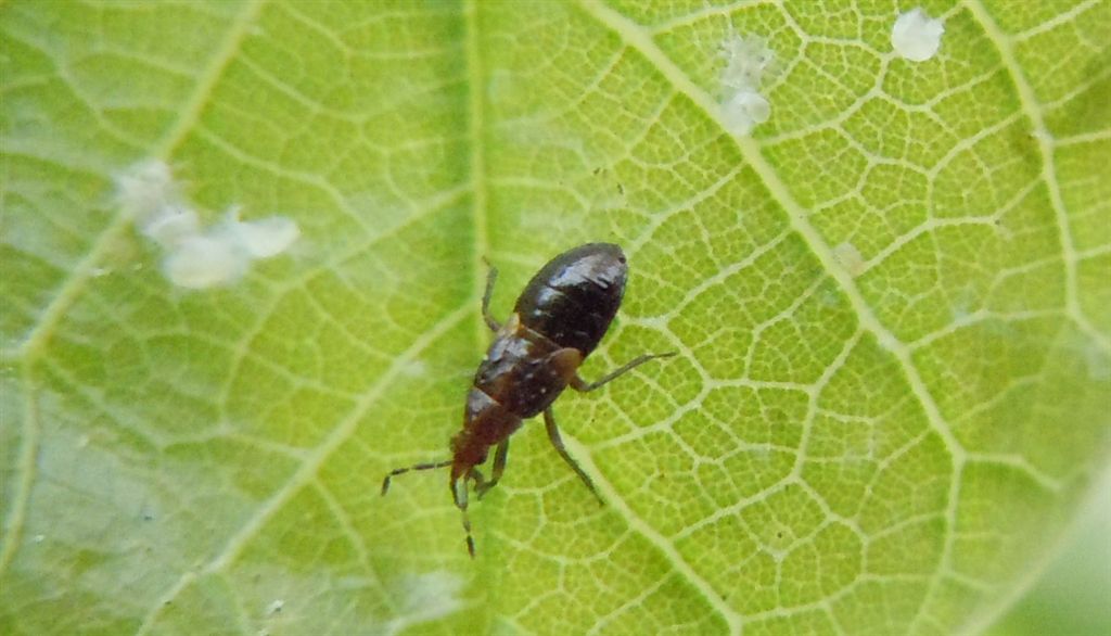 Anthocoridae: Anthocoris cfr. minki della Campania (NA)