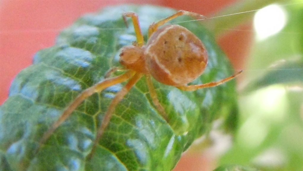 Araneus sturmi o A. triguttatus