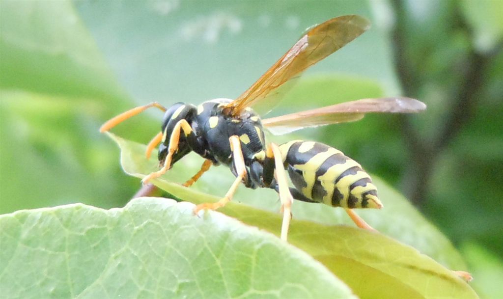 Polistes