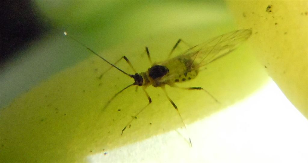 Afide alato - Hyperomyzus sp.