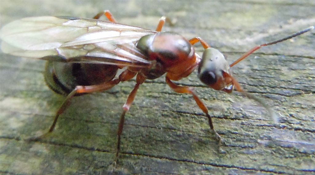 Formica alata: femmina di Formica sp.