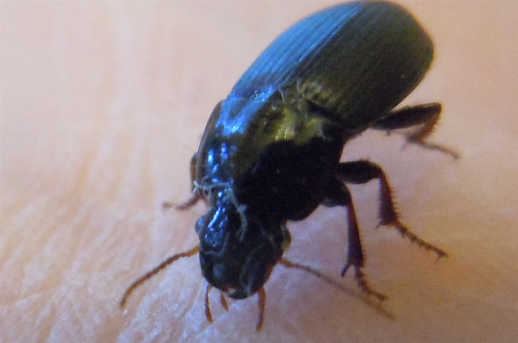 Pterostichus melas?