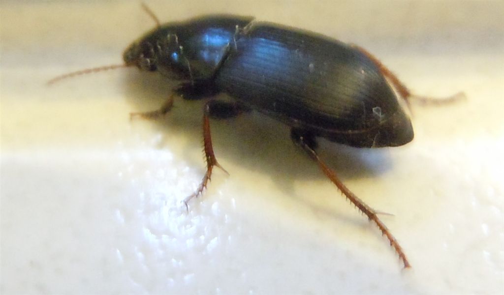 Pterostichus melas?