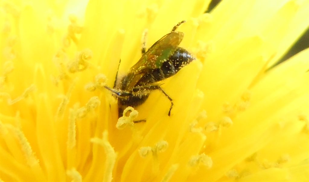 Piccoli Imenotteri apoidei
