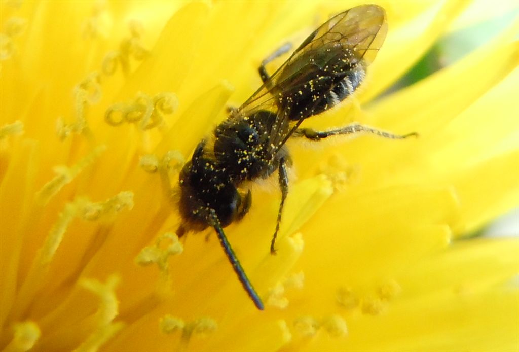 Piccoli Imenotteri apoidei