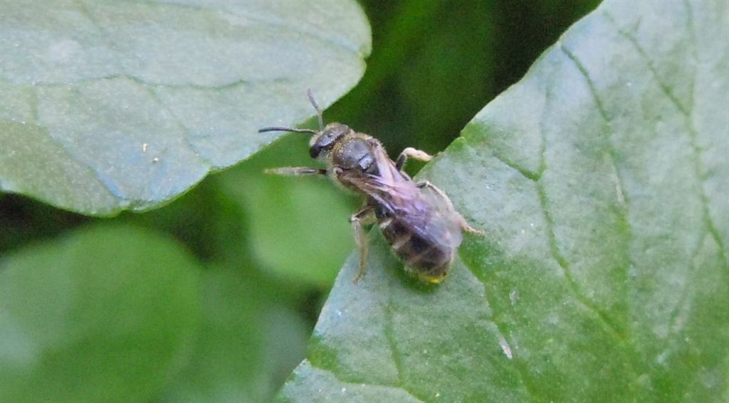 Halictus sp., femmina