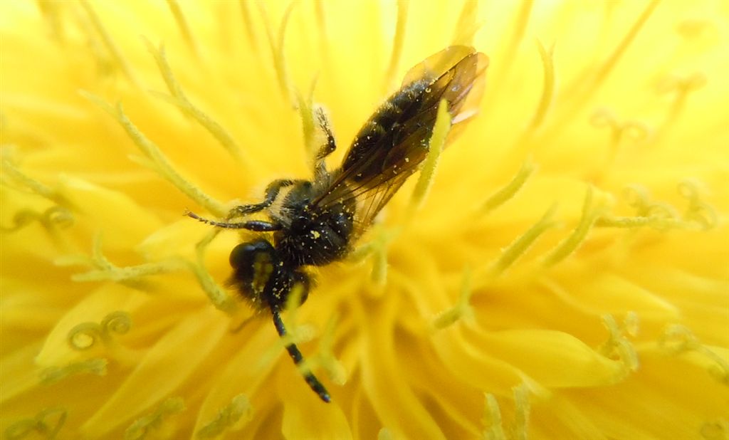 Piccoli Imenotteri apoidei