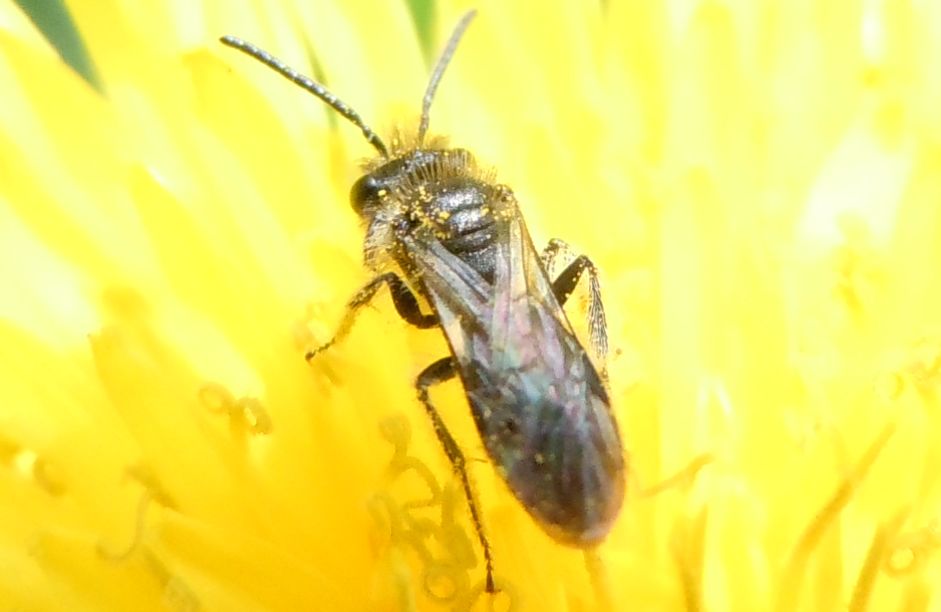 Piccoli Imenotteri apoidei