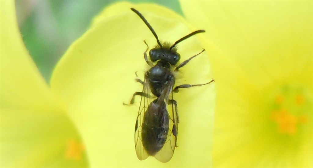 Piccoli Imenotteri apoidei