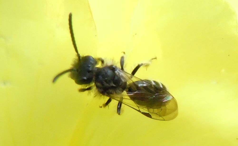 Piccoli Imenotteri apoidei