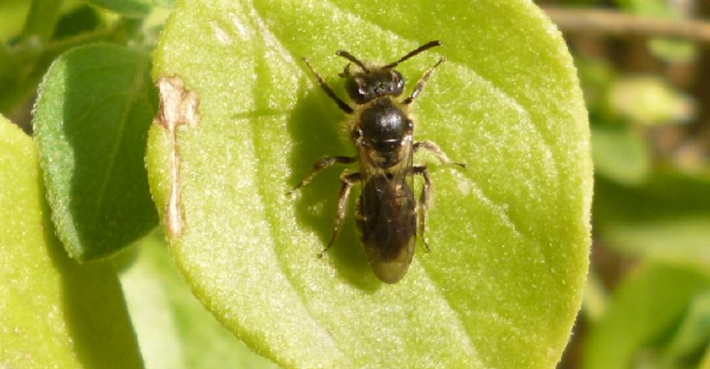 Piccoli Imenotteri apoidei