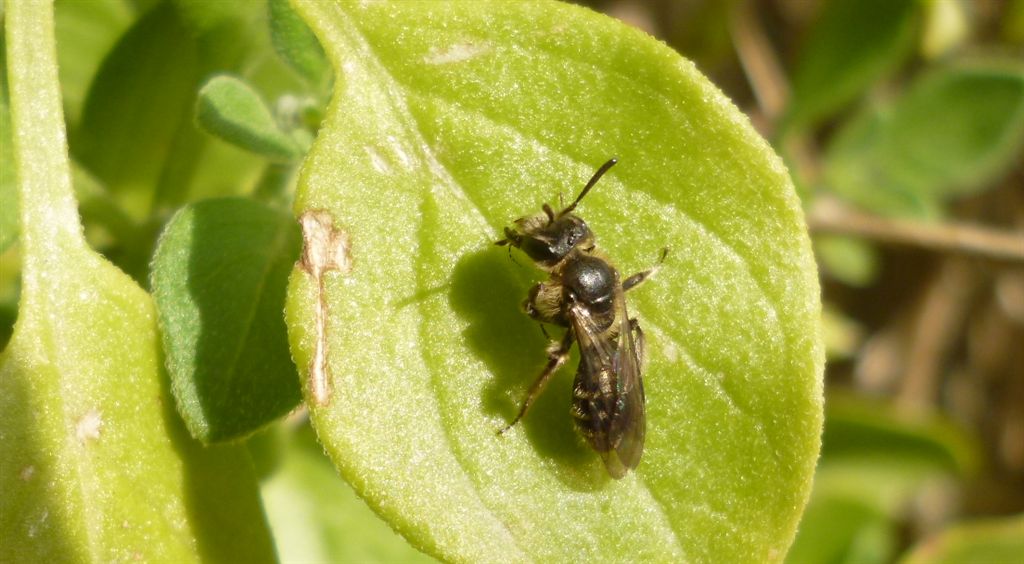 Piccoli Imenotteri apoidei