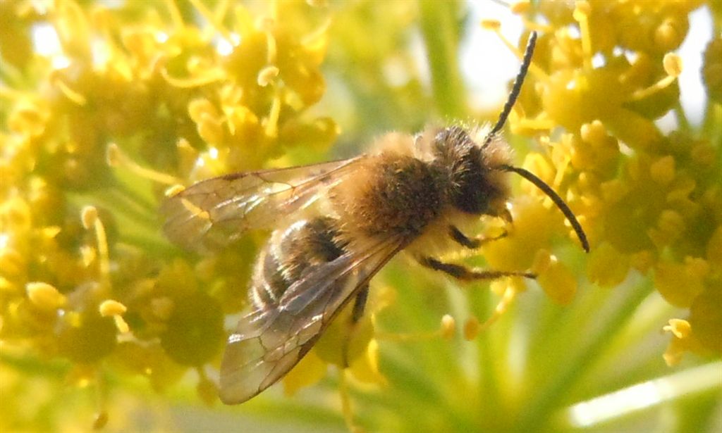 Con buona probabilit maschio di Andrena flavipes