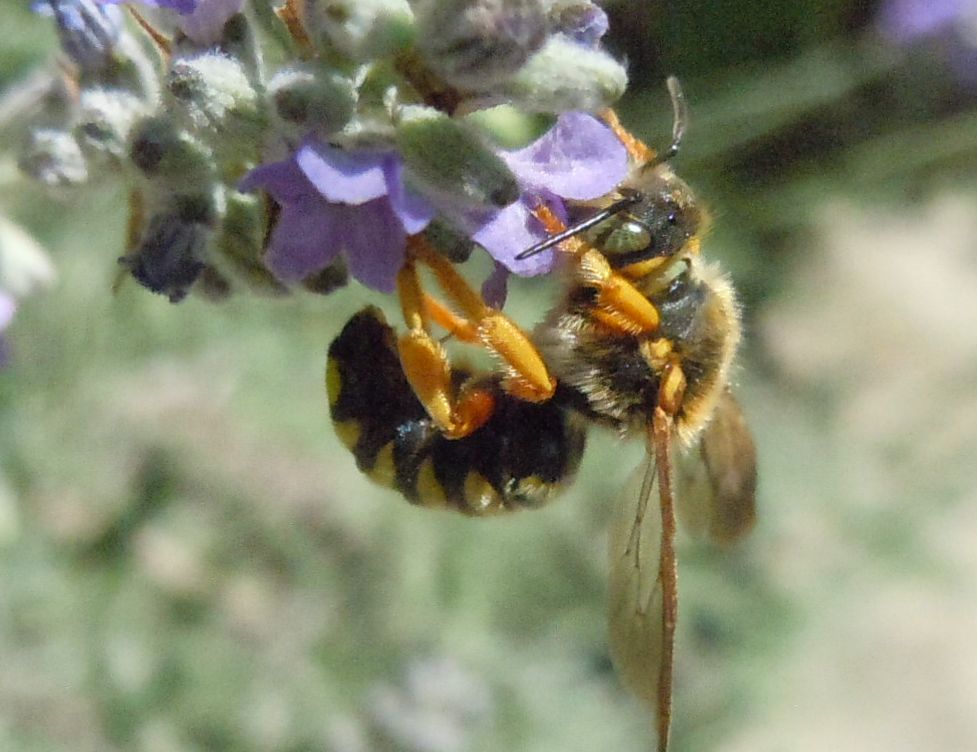 Anthidium sp. (Apidae Megachilinae)