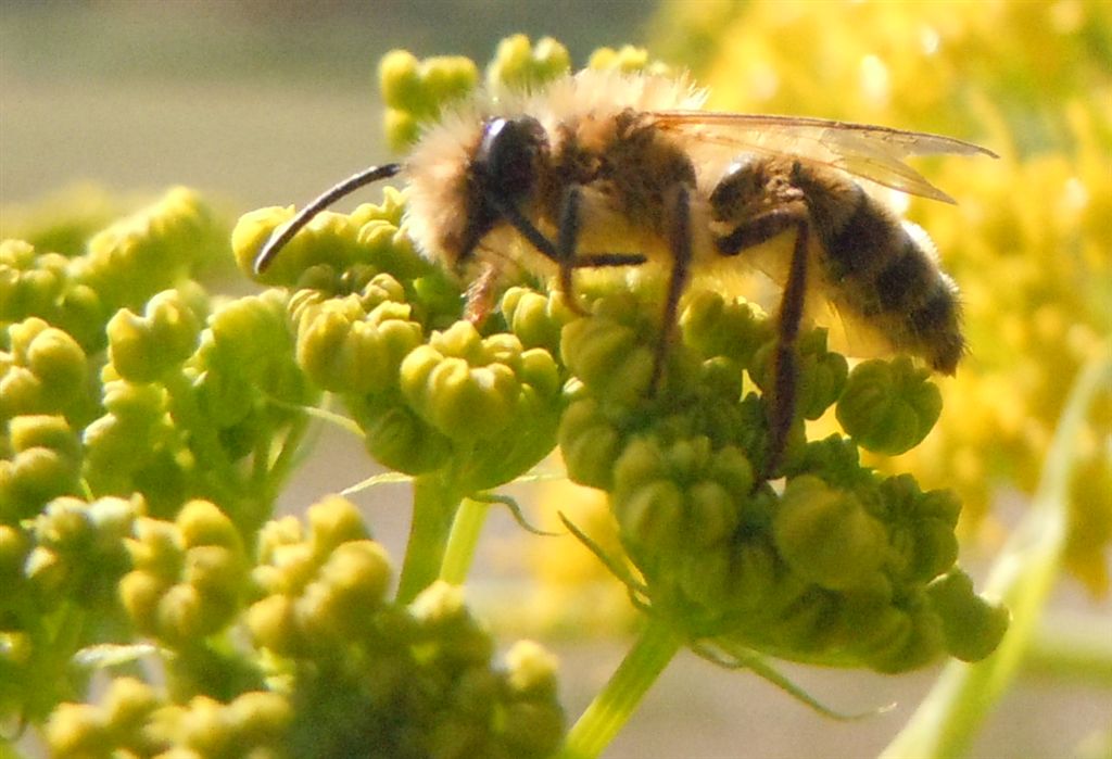 Con buona probabilit maschio di Andrena flavipes