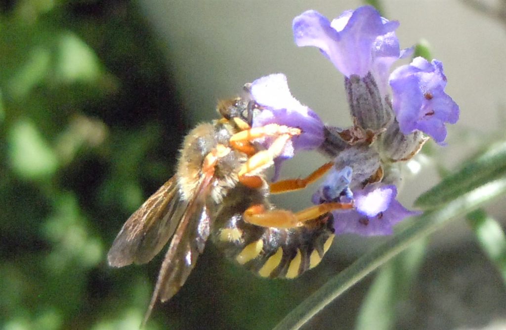 Anthidium sp. (Apidae Megachilinae)