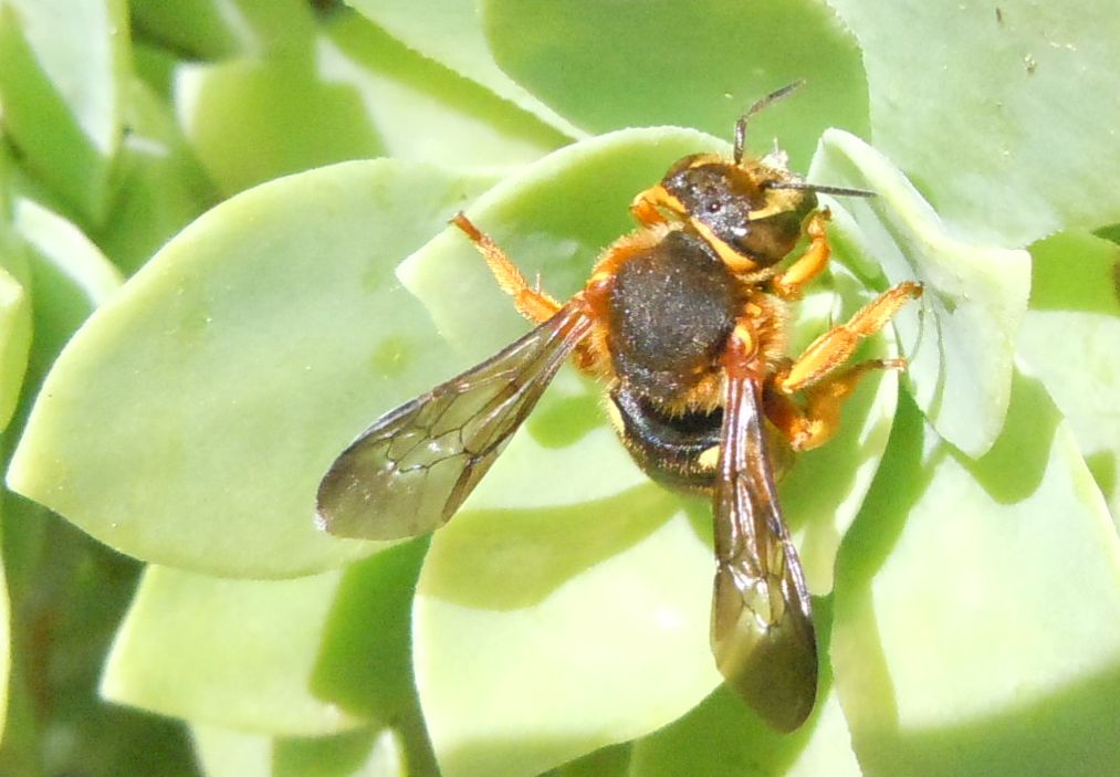 Ape rossiccia: Rhodanthidium septemdentatum (Apidae Megachilinae)