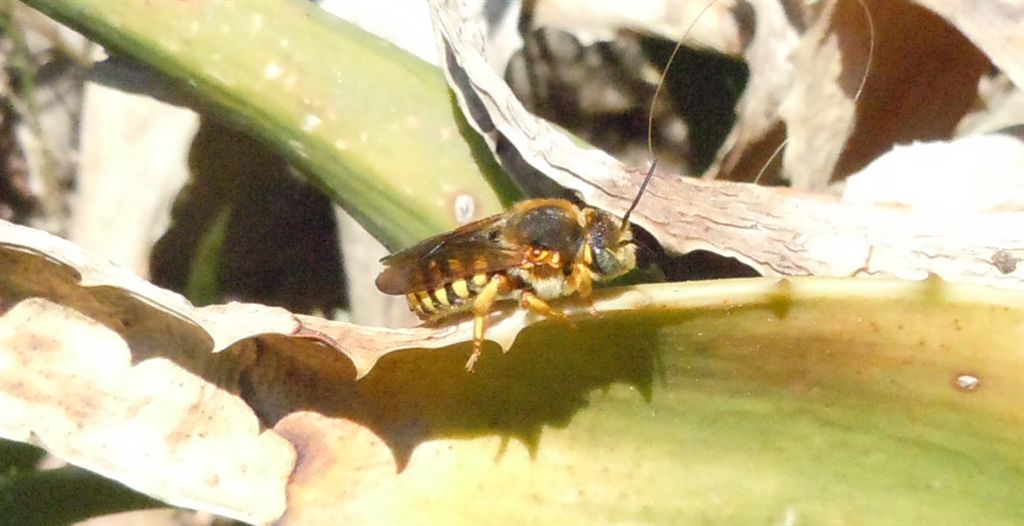 Ape rossiccia: Rhodanthidium septemdentatum (Apidae Megachilinae)