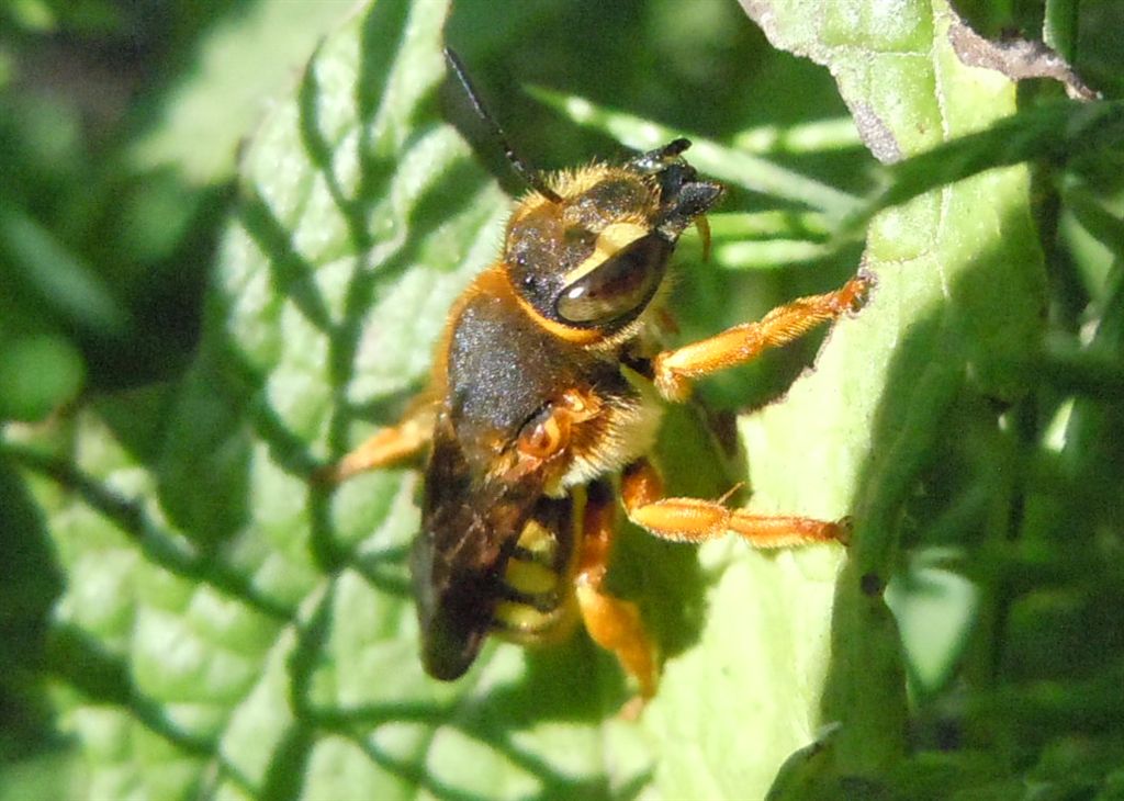 Ape rossiccia: Rhodanthidium septemdentatum (Apidae Megachilinae)