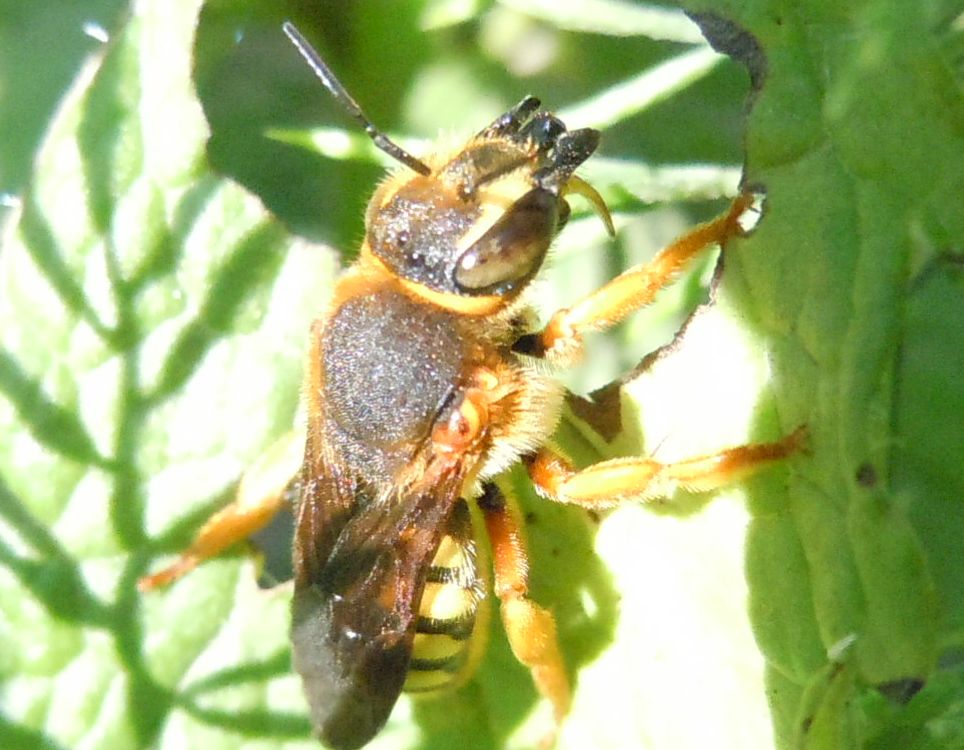Ape rossiccia: Rhodanthidium septemdentatum (Apidae Megachilinae)
