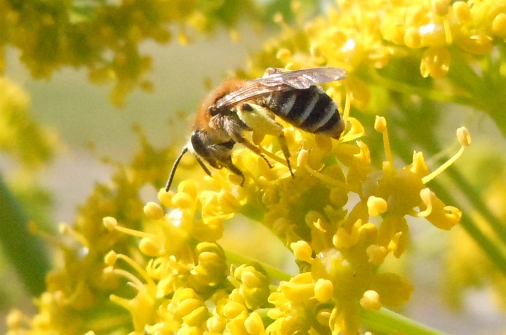 femmina di Colletes sp.?