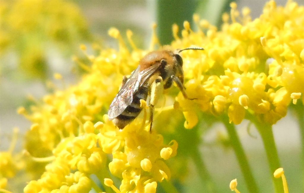 femmina di Colletes sp.?