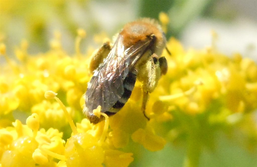 femmina di Colletes sp.?
