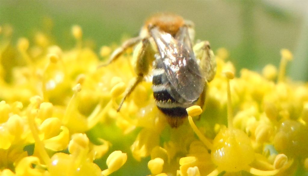 femmina di Colletes sp.?