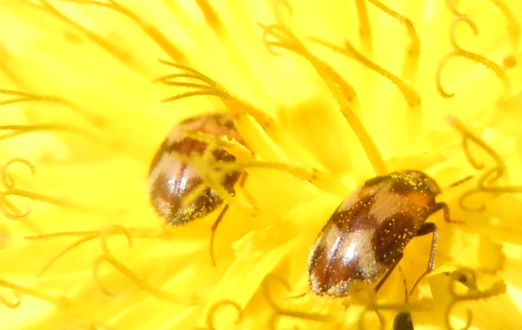 Coleotteri sotto la pioggia - Attagenus sp.