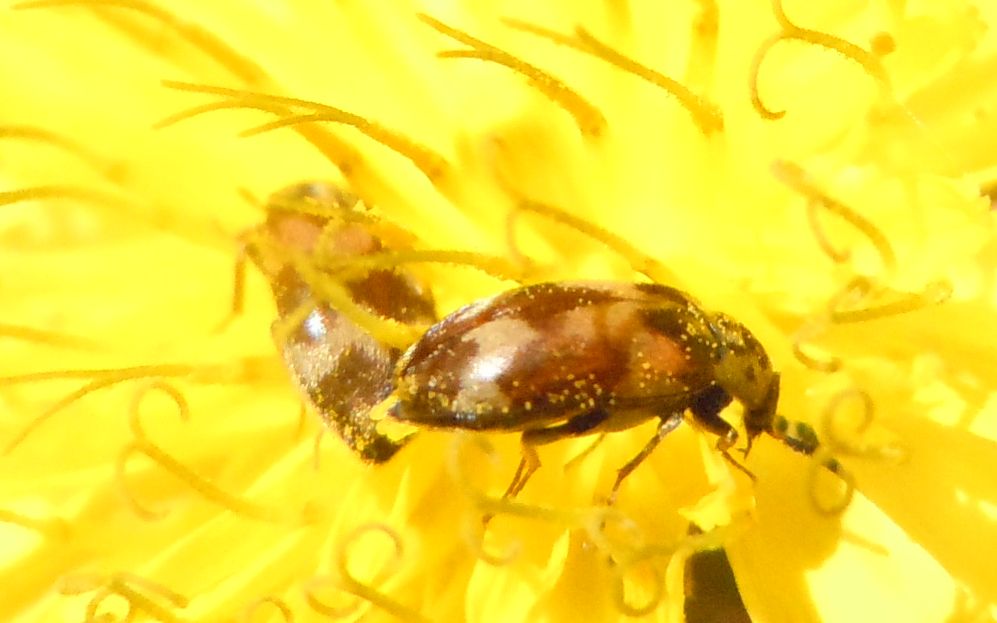 Coleotteri sotto la pioggia - Attagenus sp.