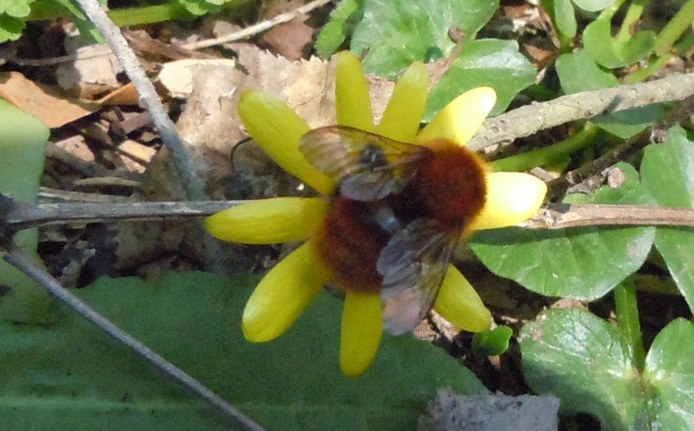 Bombus pascuorum?