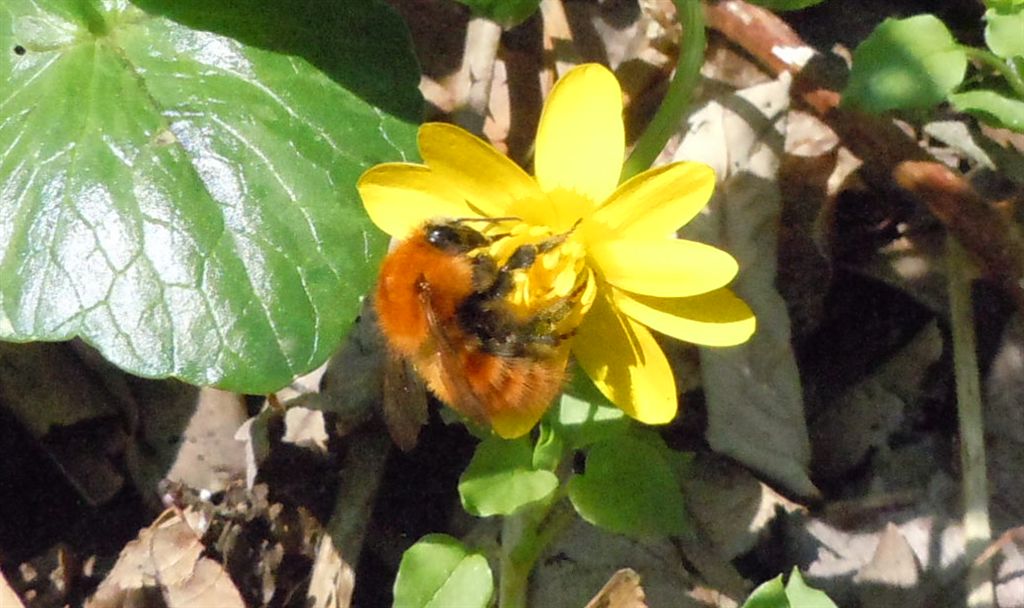 Bombus pascuorum?