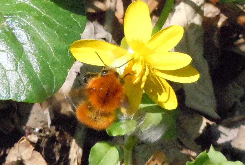 Bombus pascuorum?