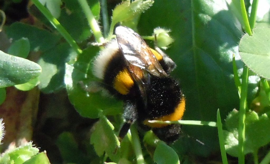 Probabile regina di Bombus terrestris