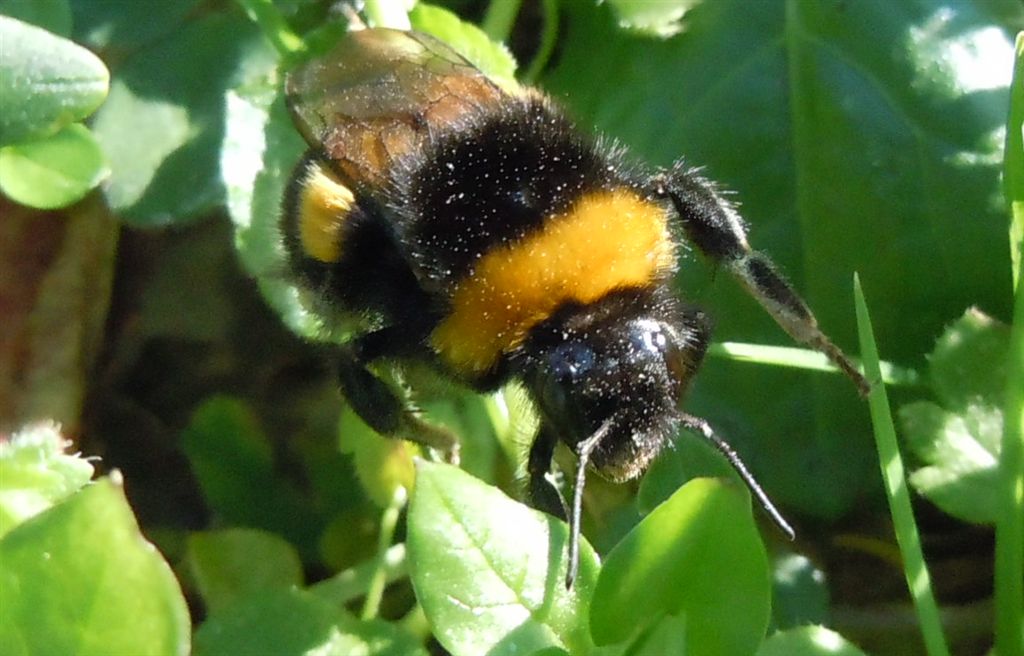 Probabile regina di Bombus terrestris
