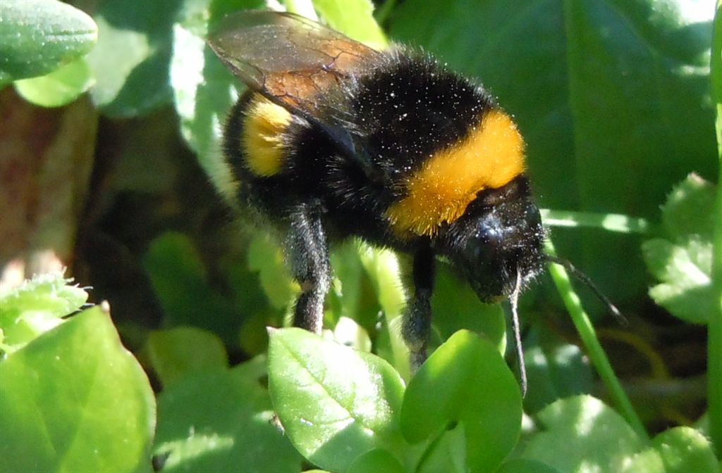 Probabile regina di Bombus terrestris