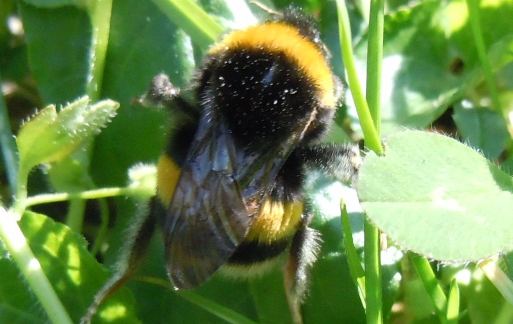 Probabile regina di Bombus terrestris