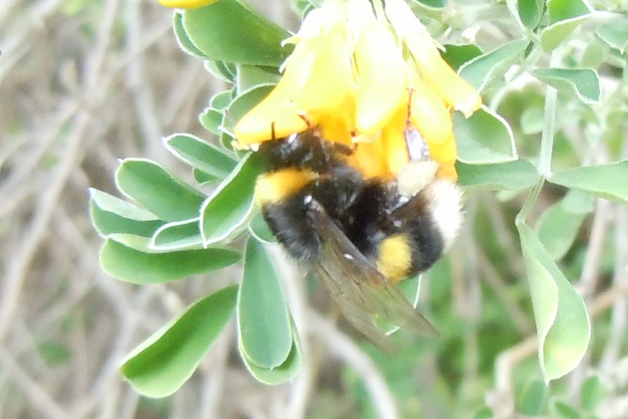 Probabile regina di Bombus terrestris
