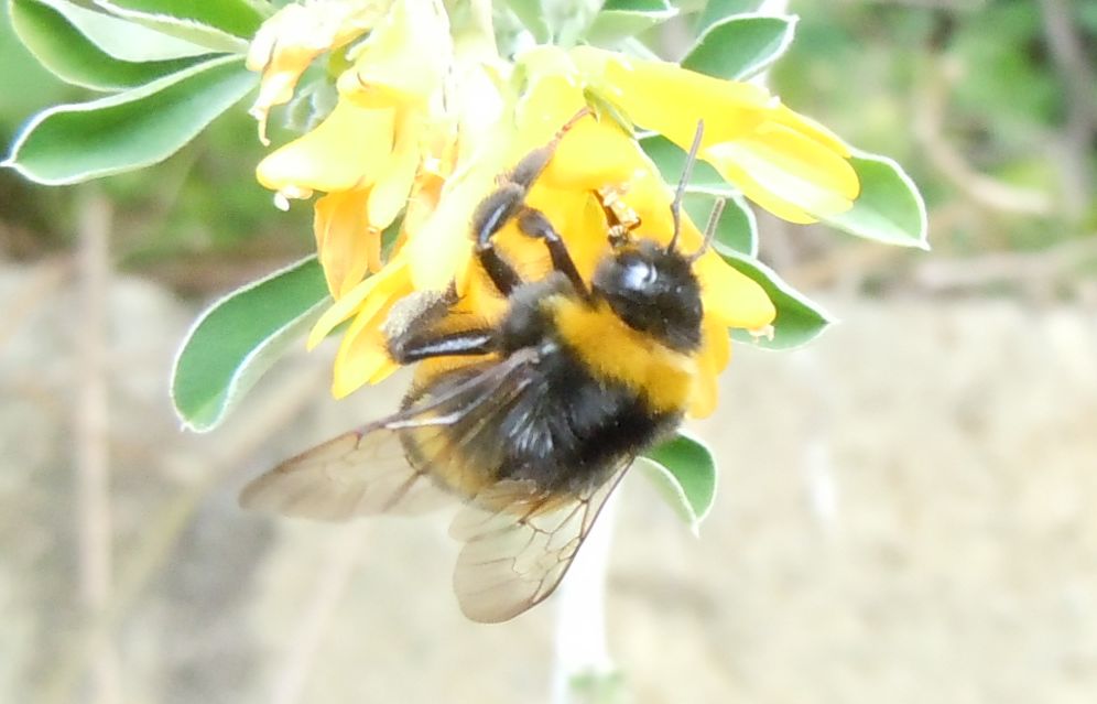 Probabile regina di Bombus terrestris