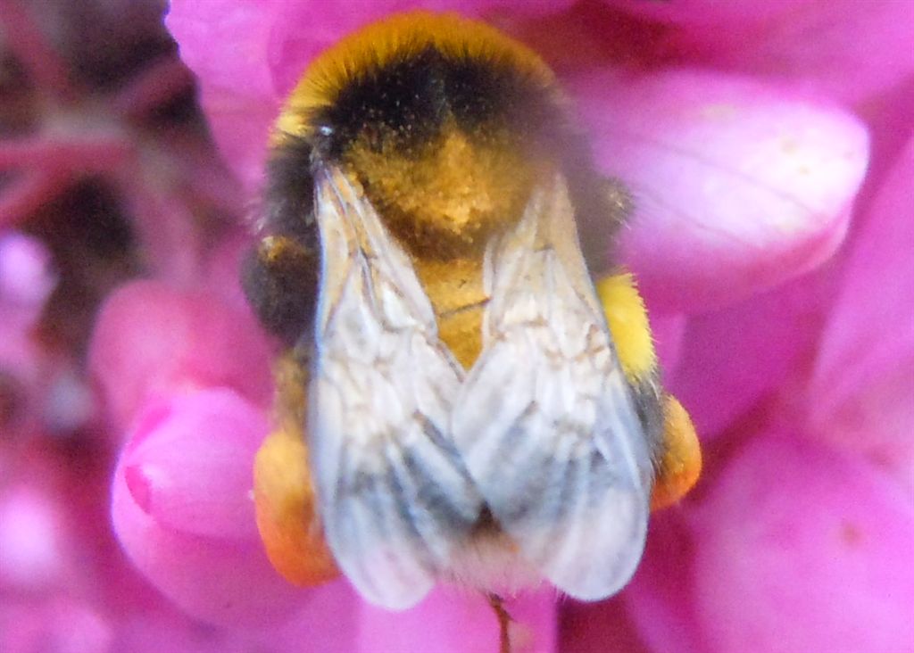 Apidae: Bombus (Megabombus) ruderatus e B. (Thoracobombus) pascuorum (cfr.)