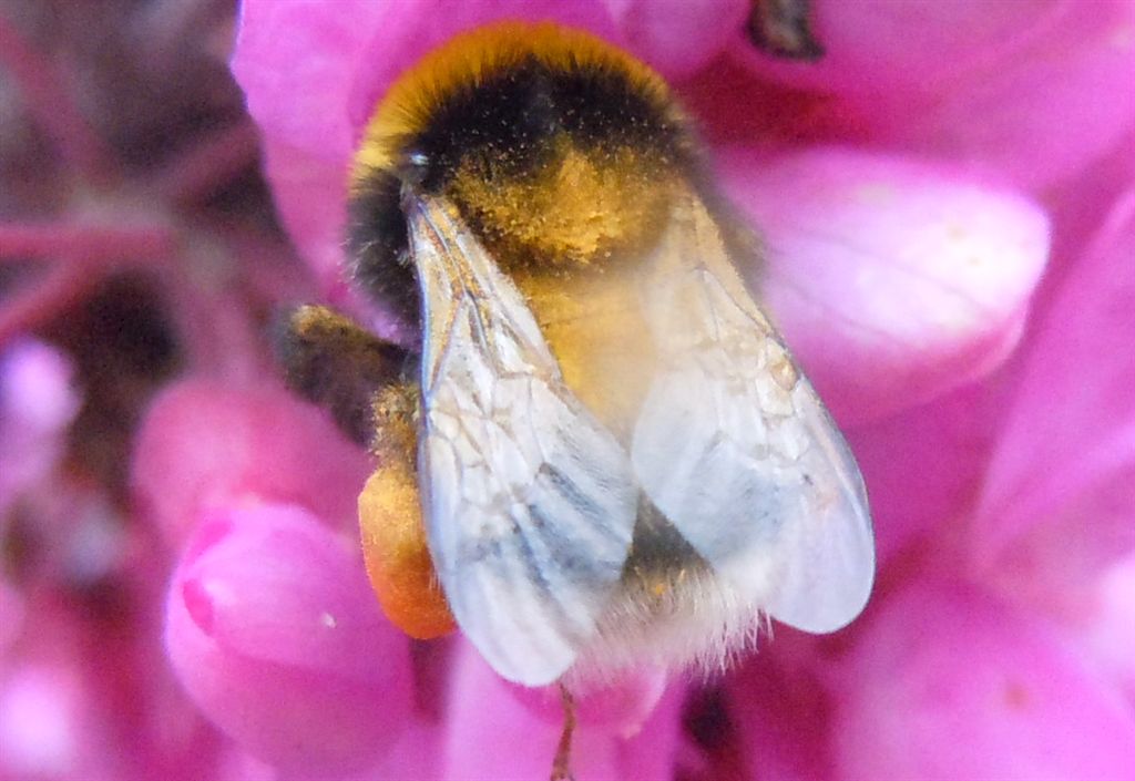 Apidae: Bombus (Megabombus) ruderatus e B. (Thoracobombus) pascuorum (cfr.)