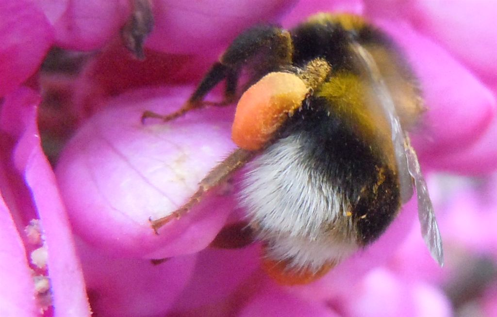 Apidae: Bombus (Megabombus) ruderatus e B. (Thoracobombus) pascuorum (cfr.)