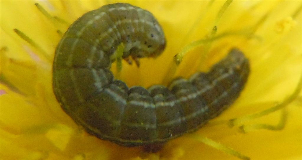 Bruco da identificare