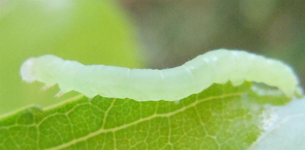 Piccolo bruco verde