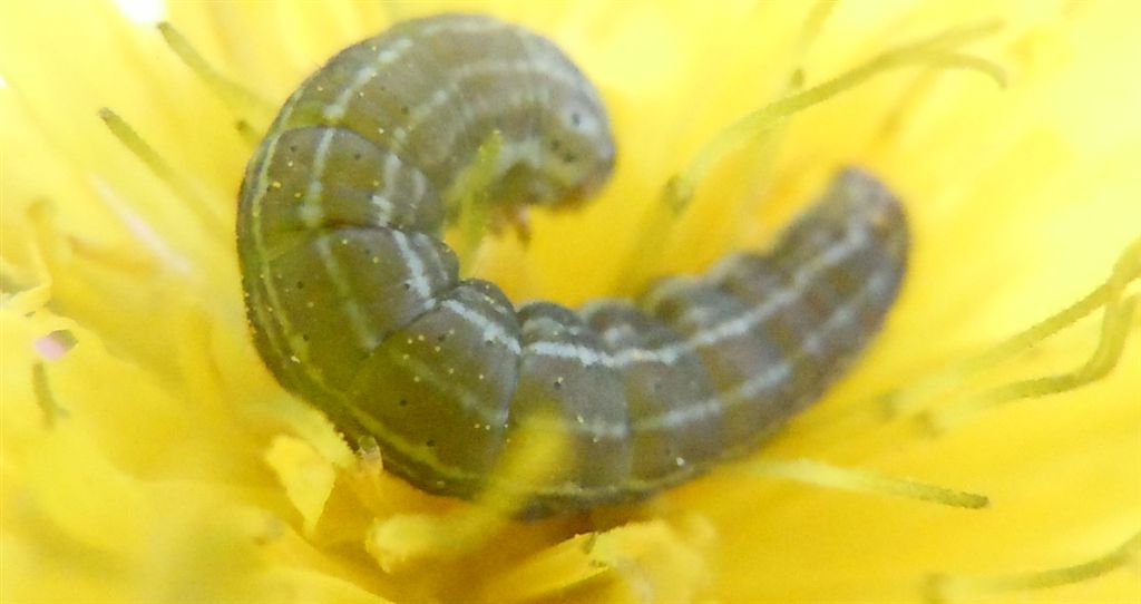 Bruco da identificare