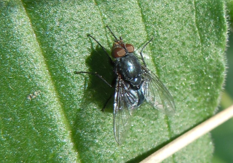Calliphora vicina