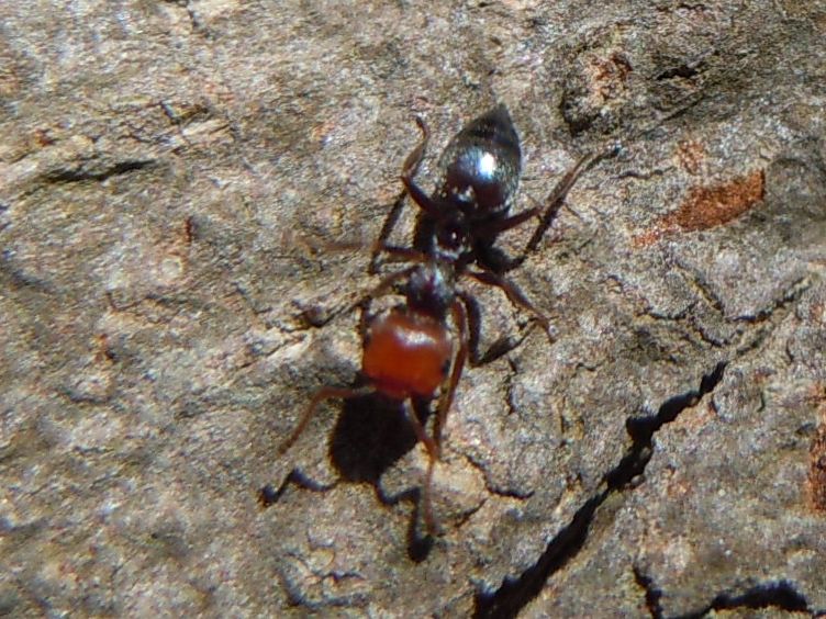 Camponotus? No. Crematogaster scutellaris